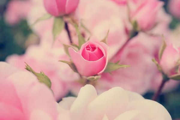 Love Template Portfolio 