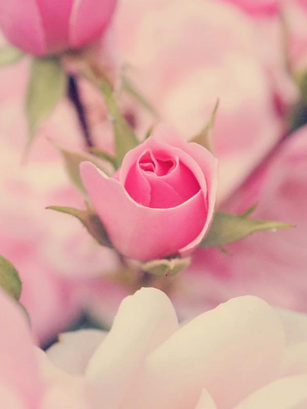 Love Template Portfolio 