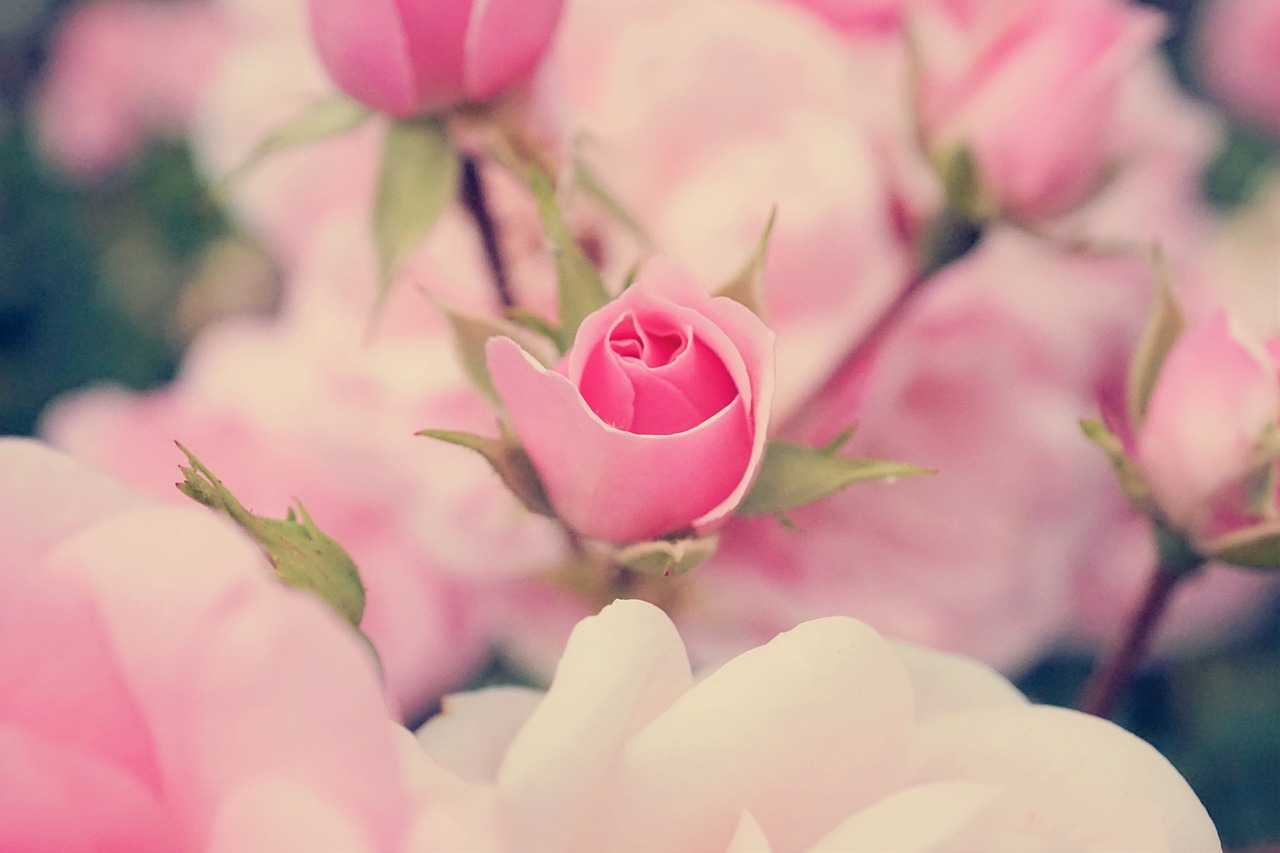 Love Template Portfolio 